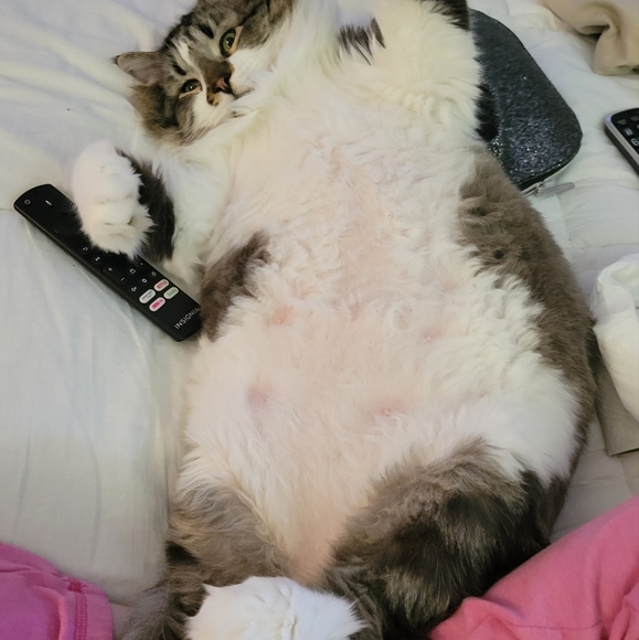 Pets!! - Picture 8 of 12